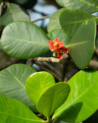 Clusia fluminensis, photograph author not stated, no rights reserved