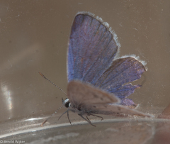 Plebejus maracandicus