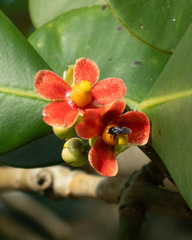 Clusia fluminensis, photograph author not stated, no rights reserved