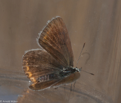 Polyommatus phyllides kentauensis