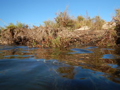 Salicornia perennis