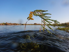 Salicornia perennis