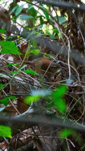 Long-billed Wren (Cantorchilus longirostris), photo 4