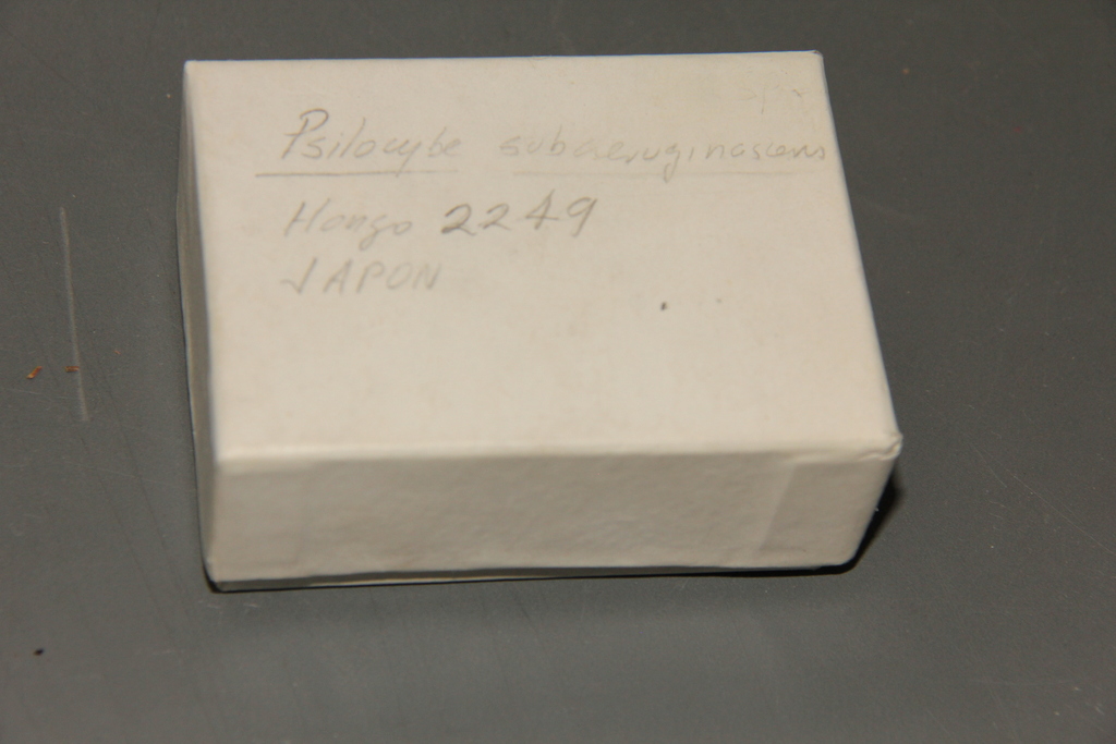 Psilocybe subaeruginascens · April 1980 · photo: © alan_rockefeller (iNaturalist, cc-by-sa)