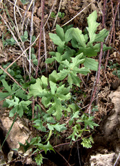 Lactuca hispida
