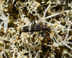 Scrobiger splendidus