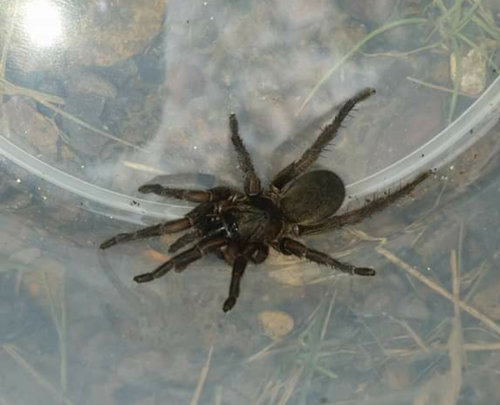 Genus Ozicrypta · iNaturalist