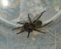 Ozicrypta mcarthurae