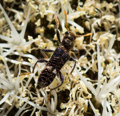 Scrobiger splendidus