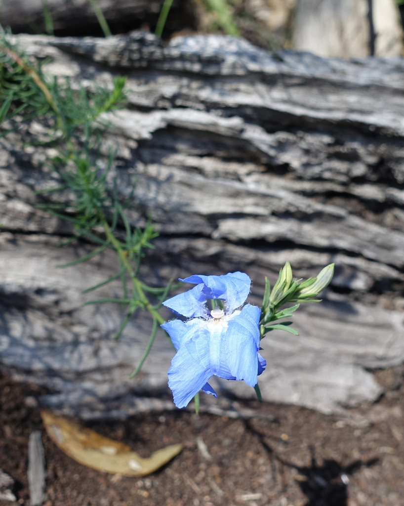 Leschenaultia biloba; photograph yatesy, CC BY, iNaturalist via GBIF