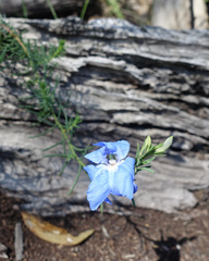 Leschenaultia biloba