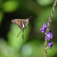 Chioides
