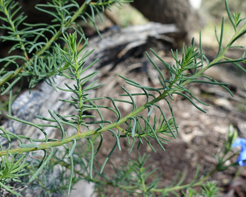 Leschenaultia biloba, photograph 1
