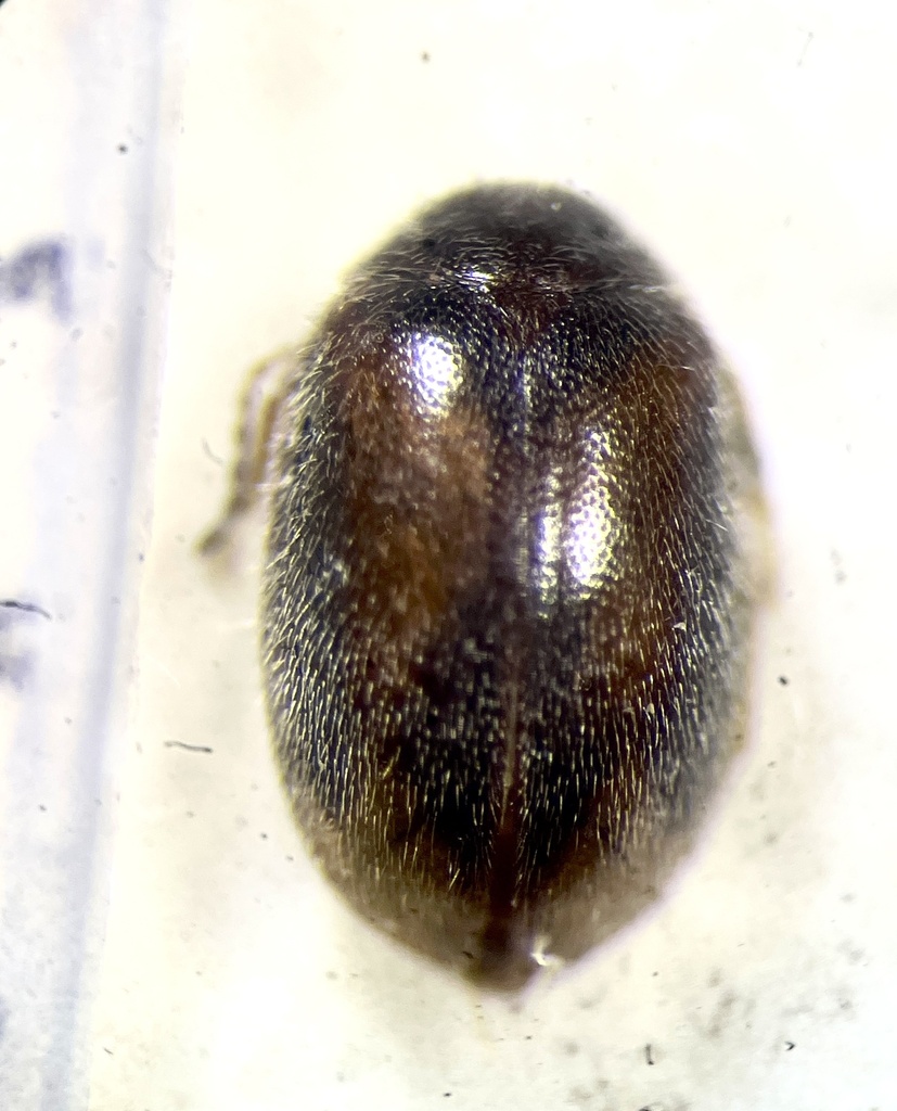 Contacyphon setulipennis