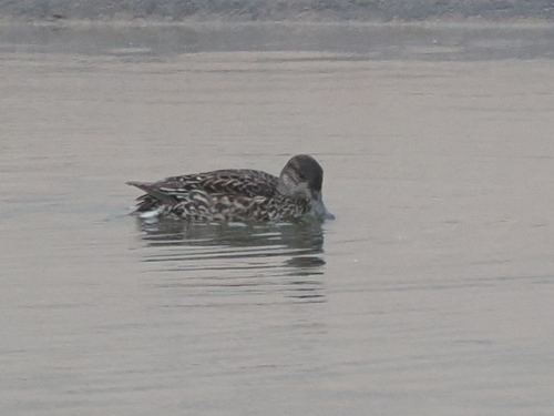 Green-winged Teal