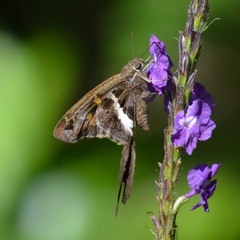 Chioides