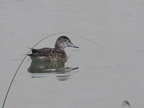 Baikal Teal
