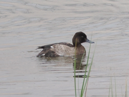 Tufted Duck