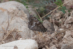 Hipparchia cypriensis