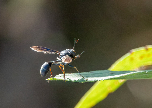 Unknown species found near North Ridgeville, OH, US