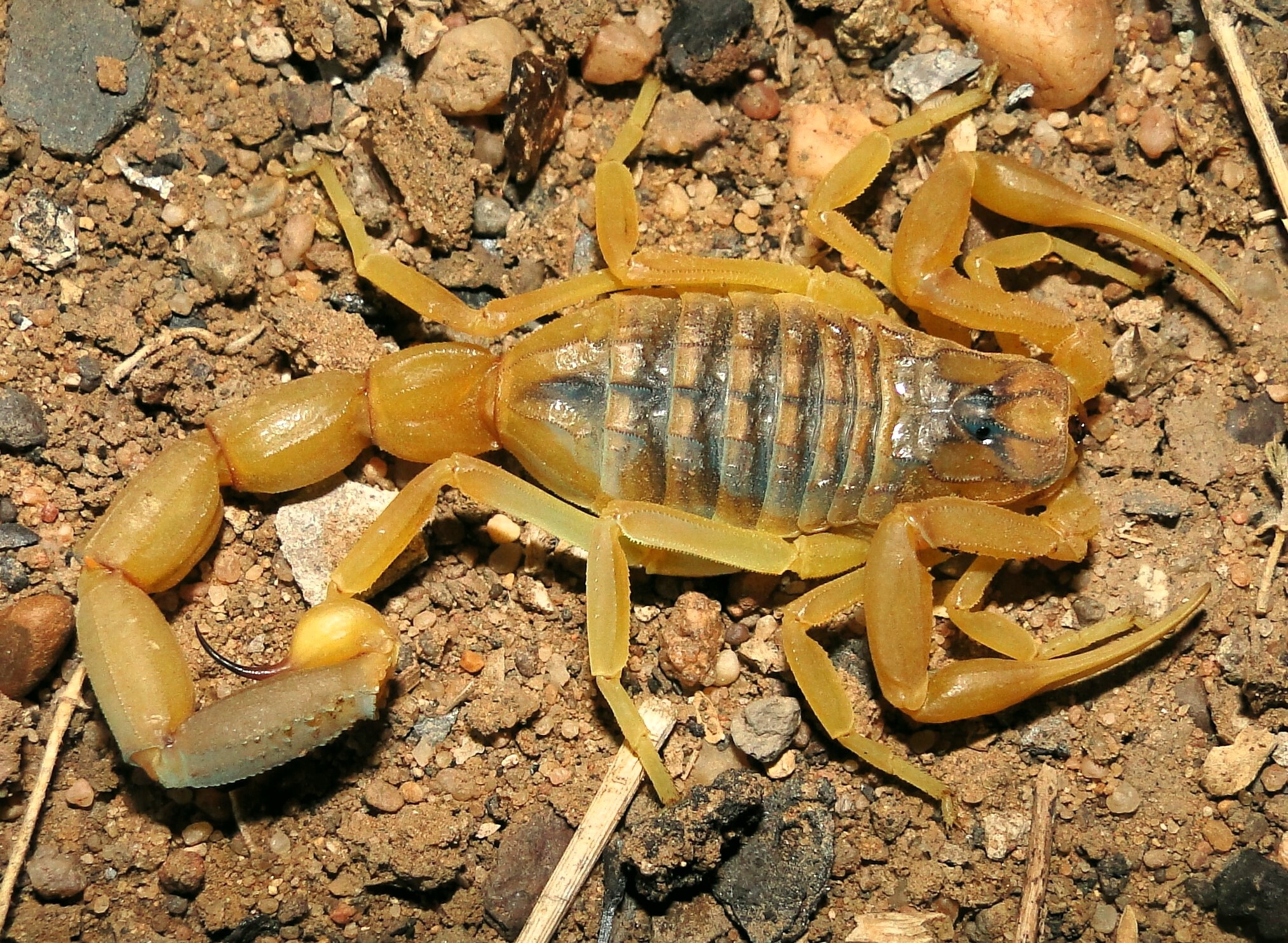 Deathstalker (Leiurus quinquestriatus) · iNaturalist, image size:2027x1483
