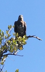 Haliaeetus leucocephalus leucocephalus