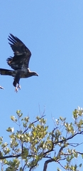 Haliaeetus leucocephalus leucocephalus