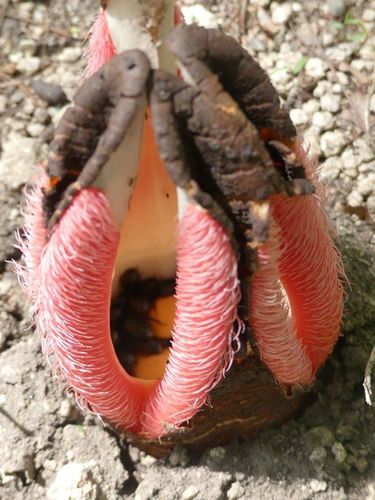 Hydnora abyssinica image