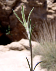 Silene stenobotrys