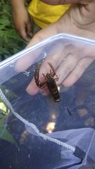 Macrobrachium pilimanus