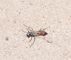 Podalonia tydei suspiciosa