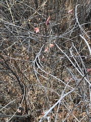 Acer glabrum