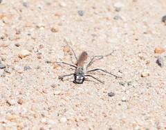 Podalonia tydei suspiciosa