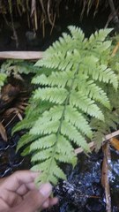 Tectaria devexa