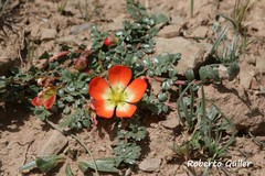 Hypseocharis pimpinellifolia