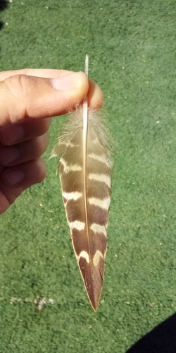 Plume de Canard pilet