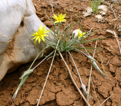 Pseudopodospermum molle