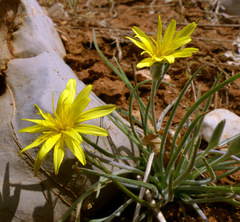 Pseudopodospermum molle