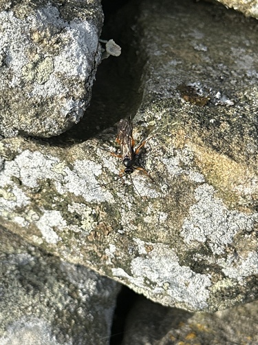 Coccygomimus observed 2025-09-28