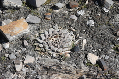 Ariocarpus retusus retusus