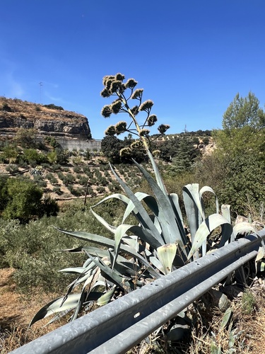 Avistamiento Pita (Agave americana)