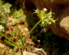 Valerianella dactylophylla