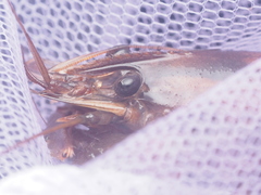 Macrobrachium pilimanus