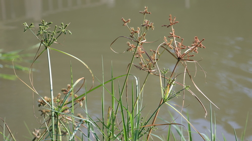 Cyperus imbricatus, photograph 6
