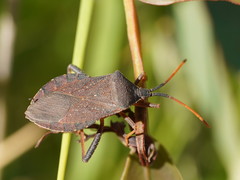 Amorbus rubiginosus