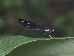 Heliocypha fenestrata