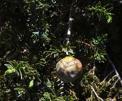 Juniperus drupacea