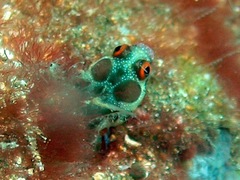 Hancock's Blenny photo 1