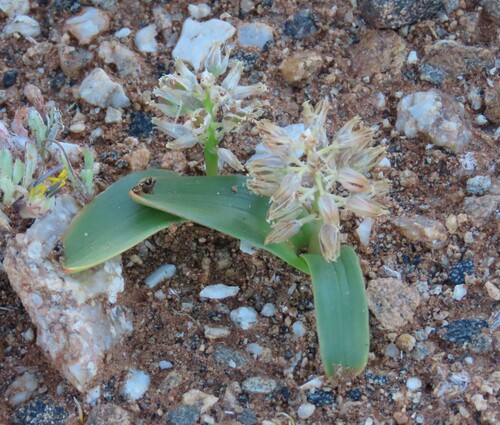Lachenalia nutans