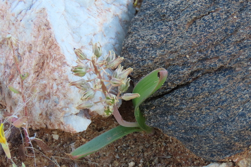 Pendant Viooltjie (Lachenalia nutans)